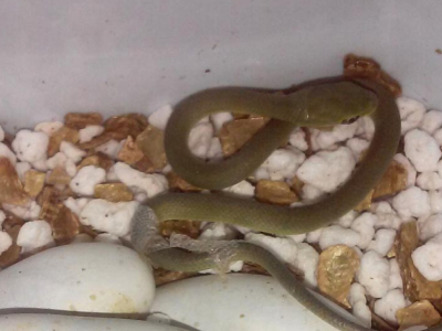 [Sur le vif] Naissance d'Opheodrys aestivus