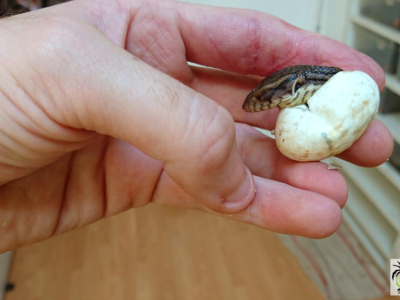 [Sur le vif] Naissance de Varanus exanthematicus
