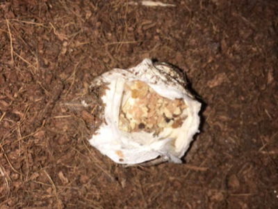 [Sur le vif] Naissance de Brachypelma albopilosa