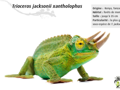 [Présentation d'espèce] Trioceros jacksonii xantholophus