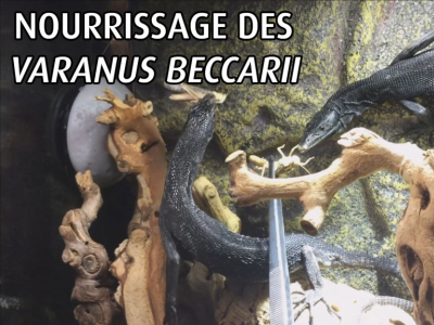 [Sur le vif] Nourrissage des Varanus beccarii à la pince