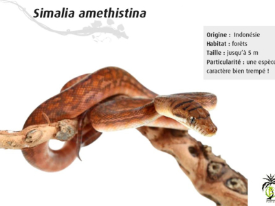 [Présentation d'espèce] Simalia amethistina