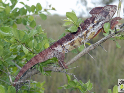 [Voyage] L'Ouest de Madagascar partie 2