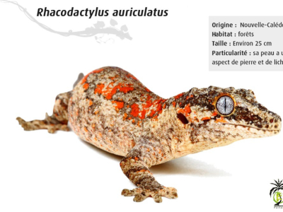[Présentation d'espèce] Rhacodactylus auriculatus