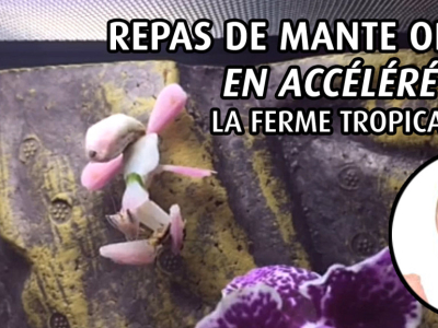 [Sur le vif] Repas de mante orchidée en vidéo accelérée !