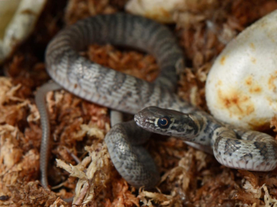 [Sur le vif] Naissance de Coluber flagellum piceus