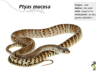 [Présentation d'espèce] Ptyas mucosa