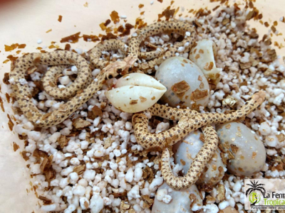 [Sur le vif] Naissance de Rhagerhis moilensis