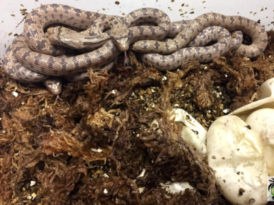 [Sur le vif] Naissance de Spalerosophis diadema cliffordii