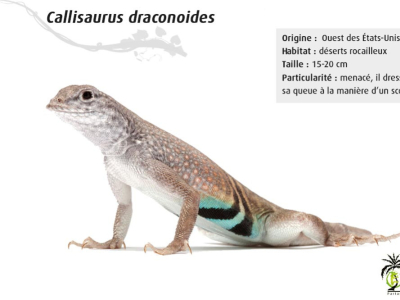 [Présentation d'espèce] Callisaurus draconoides