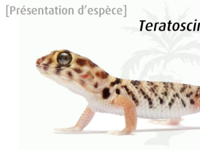 [Présentation d'espèce] Teratoscincus roborowskii