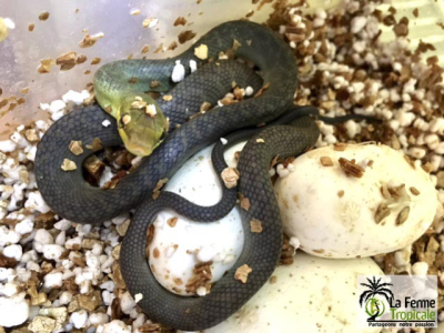 [Sur le vif] Naissance de Gonyosoma oxycephala