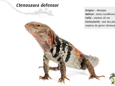 [Présentation d'espèce] Ctenosaura defensor