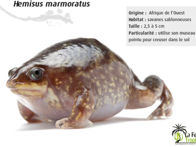 [Présentation d'espèce] Hemisus marmoratus