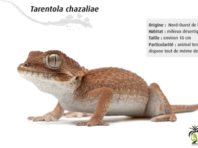 [Présentation d'espèce] Tarentola chazaliae