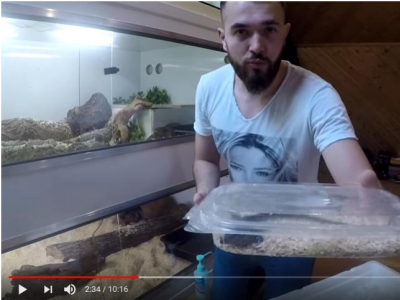 [VIDÉO] Unboxing d'Aspidoscelis deppii par Reptile Squad