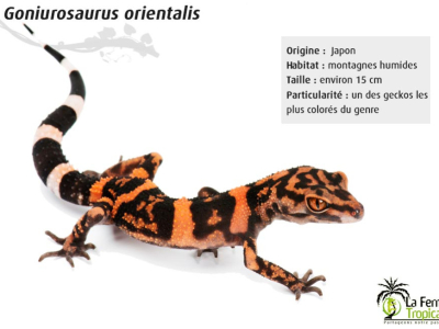 [Présentation d'espèce] Goniurosaurus orientalis