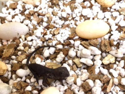 [Sur le vif] Naissance de Furcifer pardalis