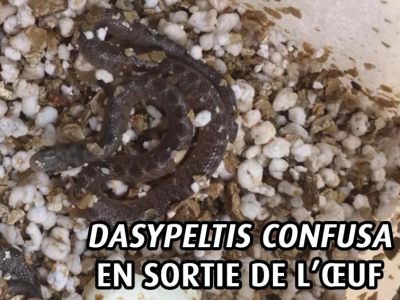 [Sur le vif] Dasypeltis confusa en sortie de l’œuf