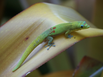 Comment font les geckos pour marcher sur les murs ?