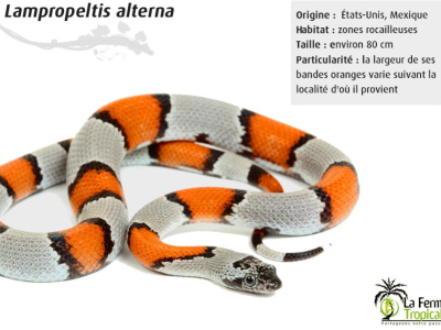 [Présentation d'espèce] Lampropeltis alterna