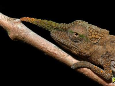 [Voyage] A Madagascar à la rencontre de Calumma gallus