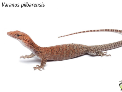 [Présentation d'espèce] Varanus pilbarensis