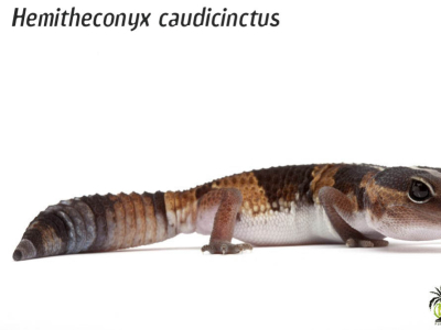 [Présentation d'espèce] Hemitheconyx caudicinctus