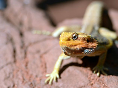 [Découverte] La détermination du sexe chez le Pogona vitticeps