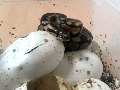 [Sur le vif] Naissances de Python regius et Pogona vitticeps