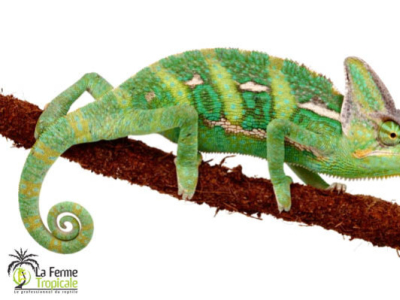 [Présentation d'espèce] Chamaeleo calyptratus