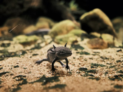 L'axolotl : un animal que l'Homme jalouse pour son incroyable capacité régénérat