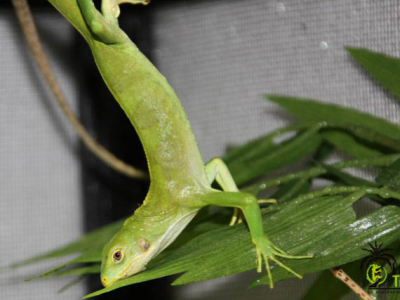 [Sur le vif] Brachylophus fasciatus qui fait le cochon pendu