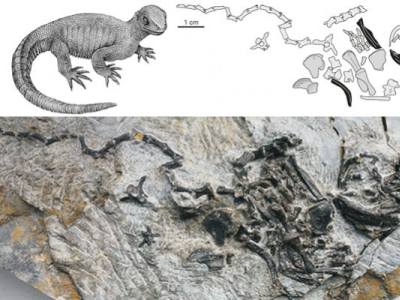 [Découverte] Pappochelys rosinae, une forme intermédiaire entre tortue et lézard
