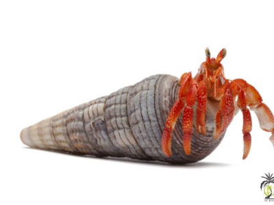 [Présentation d'espèce] Coenobita perlatus
