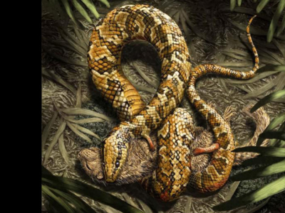 [Découverte] Un fossile de serpent à quatre pattes