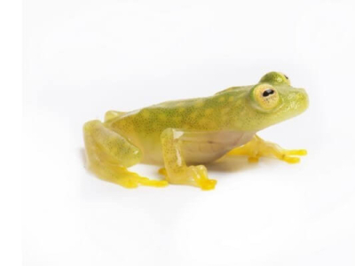 Les grenouilles de verre sont capables de dissimuler leurs globules rouges et ai