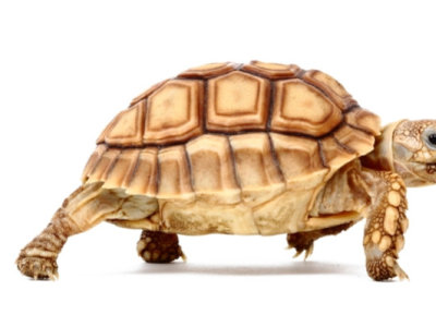 [Présentation d'espèce] Centrochelys (Geochelone) sulcata