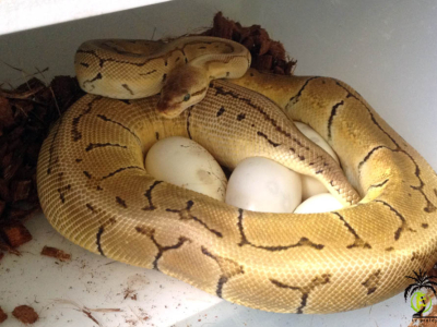 [Sur le vif] Ponte de Python regius Lemon Blast X Champagne