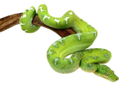 [Présentation d'espèce] Corallus caninus
