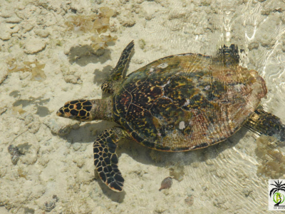 [Voyage] Naissance de tortue imbriquée aux Seychelles