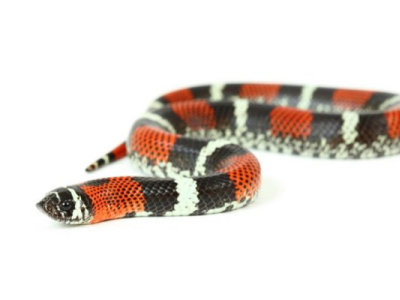[Présentation d'espèce] Lystrophis pulcher