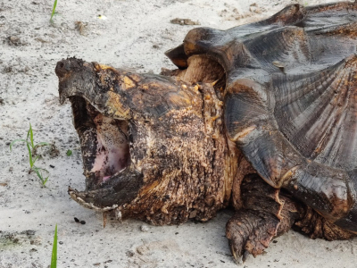 Focus espèce : Macrochelys temminckii, la tortue alligator