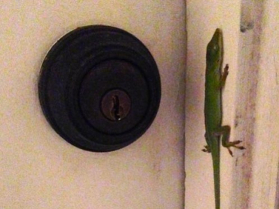 [Sur le vif] Un Anolis carolinensis de garde...