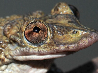 [Découverte] Les premières grenouilles venimeuses, Corythomantis greeningi et Ap