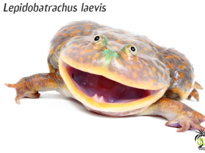[Présentation d'espèce] Lepidobatrachus laevis