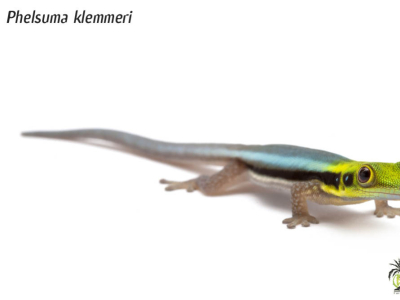 [Présentation d'espèce] Phelsuma klemmeri