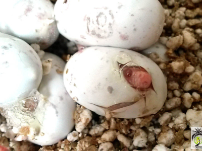 [Sur le vif] Naissance de Pantherophis guttatus