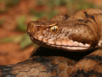 [Découverte] Chouette, un serpent dans mon jardin ! (France Nature Environnement