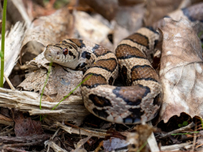 Les serpents sont bien capables d'entendre, mais comment font-ils ?